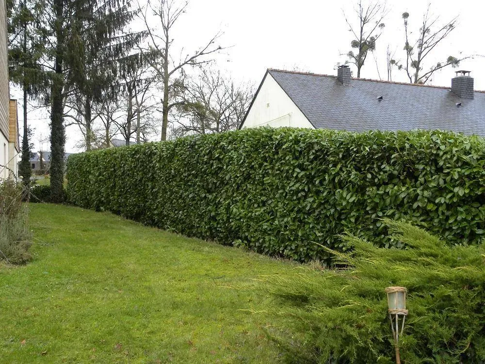 haie paysagiste
